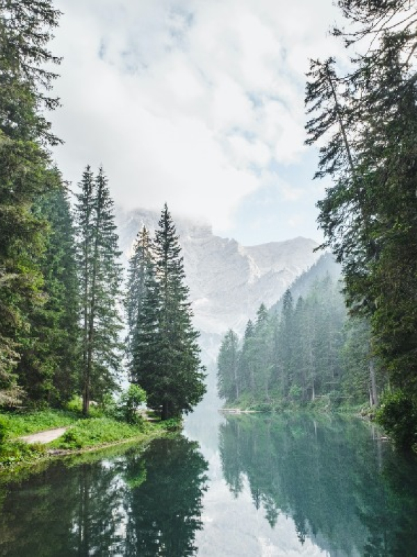 Noticias Trees Rivers 02